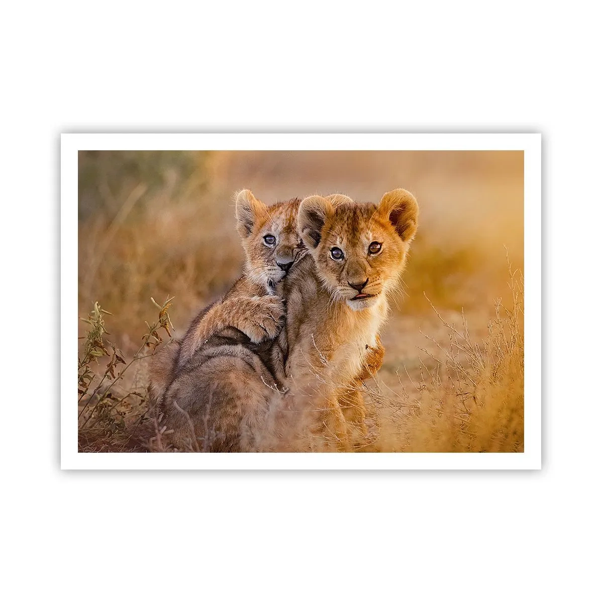 Poster - Entzückende Löwenjungen in ihrer natürlichen Umgebung - 100x70cm - Bitte nicht stören! Wir haben Spaß - Moderne Wanddekoration für Wohnzimmer und Schlafzimmer ARTTOR