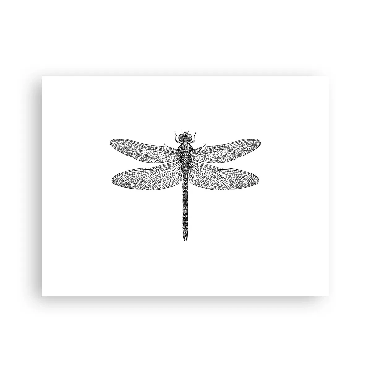 Poster - Präzision der Natur - 40x30 cm