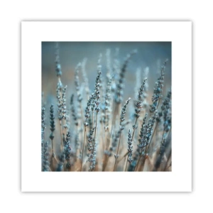 Poster - Duftendes Kornfeld - 30x30 cm