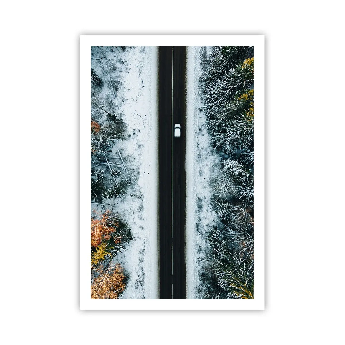 Poster - Schnitt durch den Winterwald - 61x91 cm