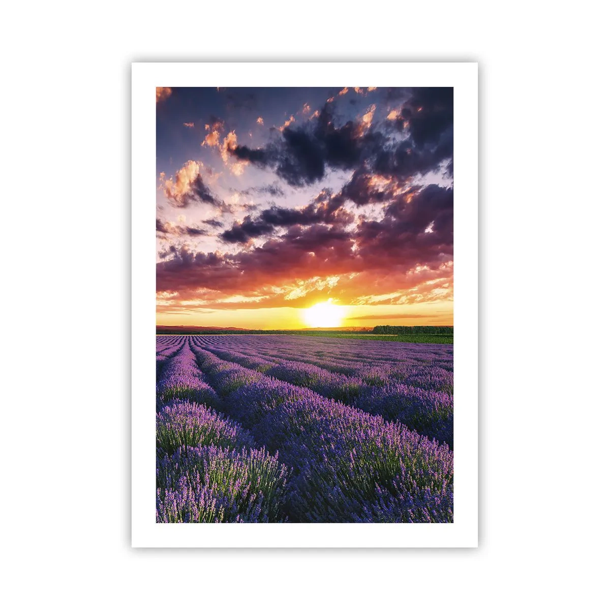 Poster - Lavendelfeld bei Sonnenuntergang - 50x70cm - Lavendel Welt - Moderne Wanddekoration für Wohnzimmer und Schlafzimmer ARTTOR
