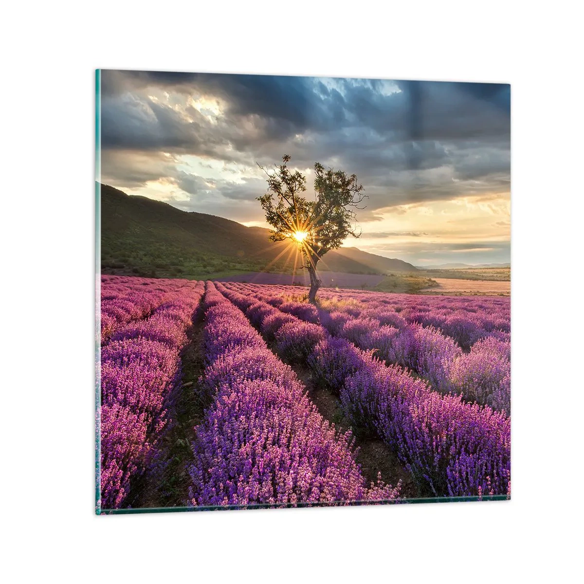Glasbild - Bild auf glas - Fliederfarbenes Aroma - 30x30 cm
