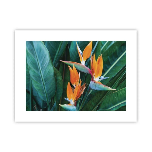 Poster - Ist es eine Blume oder ist es ein Vogel? - 40x30 cm