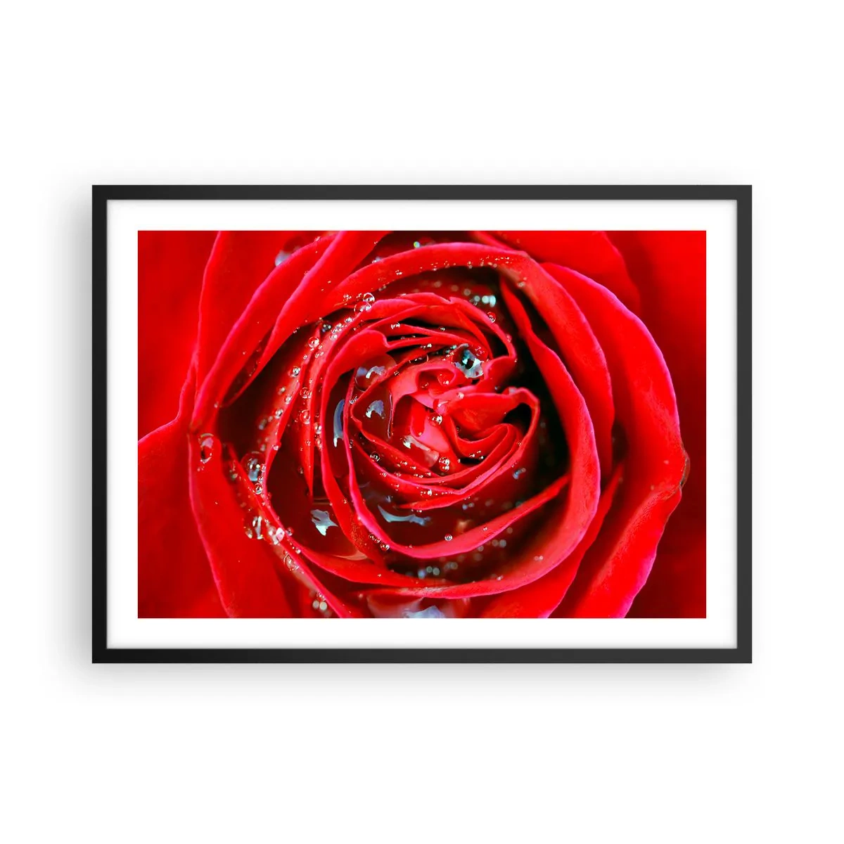 Poster in einem schwarzem Rahmen - Nahaufnahme einer roten Rose mit Wassertropfen auf den Blütenblättern - 70x50cm - In den Tautropfen - Moderne Wanddekoration für Wohnzimmer und Schlafzimmer ARTTOR