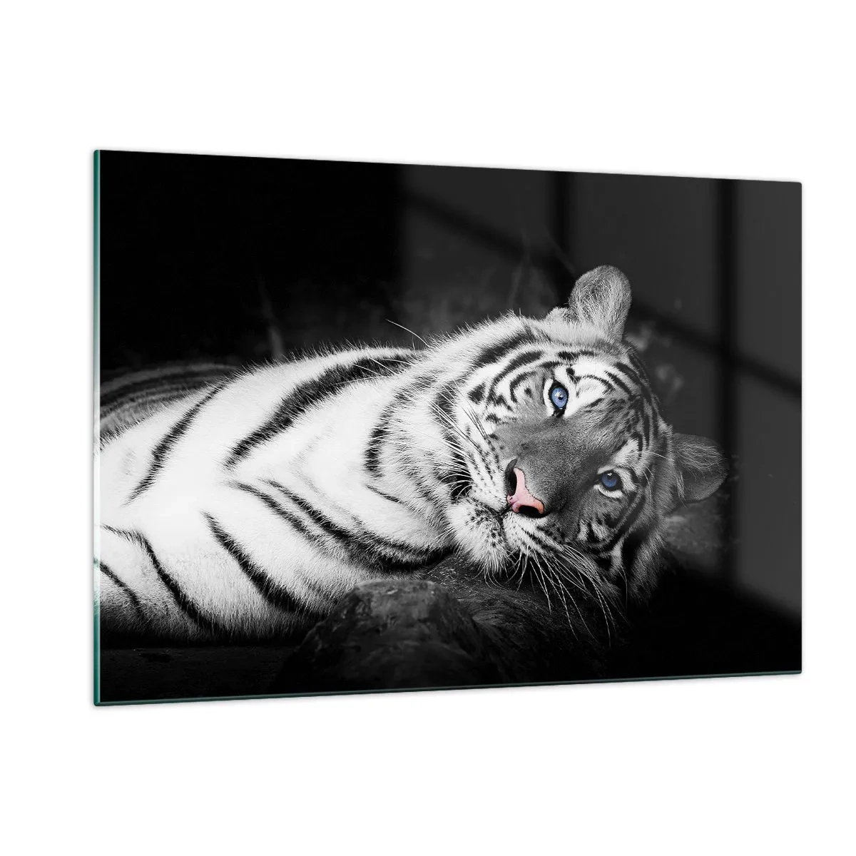 Glasbild - Bild auf glas - Ein weißer Tiger mit blauen Augen in einer schwarz-weißen Umgebung - 120x80cm - Wildnis und Frieden - Moderne Wanddekoration für Wohnzimmer und Schlafzimmer ARTTOR