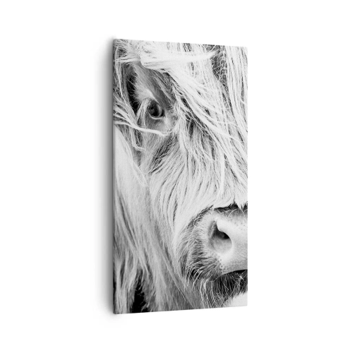 Bild auf Leinwand - Leinwandbild - Schottische Wildheit - 55x100 cm