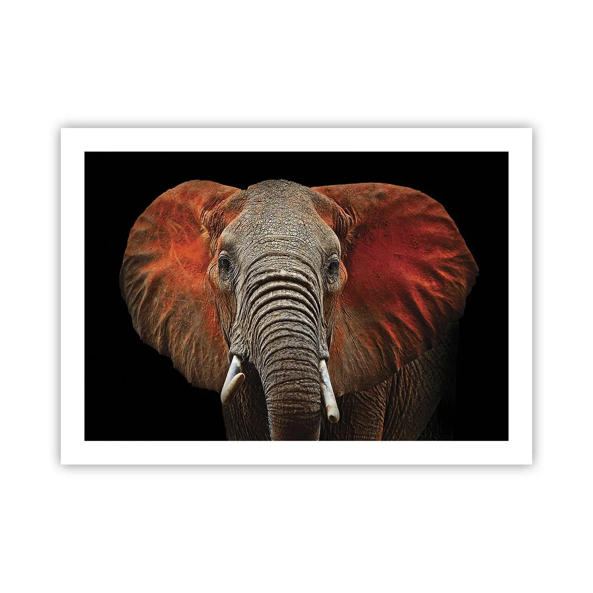 Poster - Ich bin wild und du? - 70x50 cm