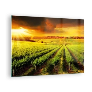 Glasbild - Bild auf glas - Weinberg im Licht der untergehenden Sonne - 70x50cm - Unter der australischen Sonne - Moderne Wanddekoration für Wohnzimmer und Schlafzimmer ARTTOR