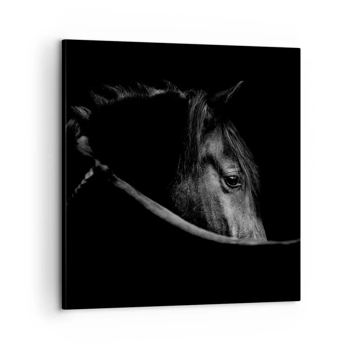 Bild auf Leinwand - Leinwandbild - Schwarzer Prinz - 60x60 cm