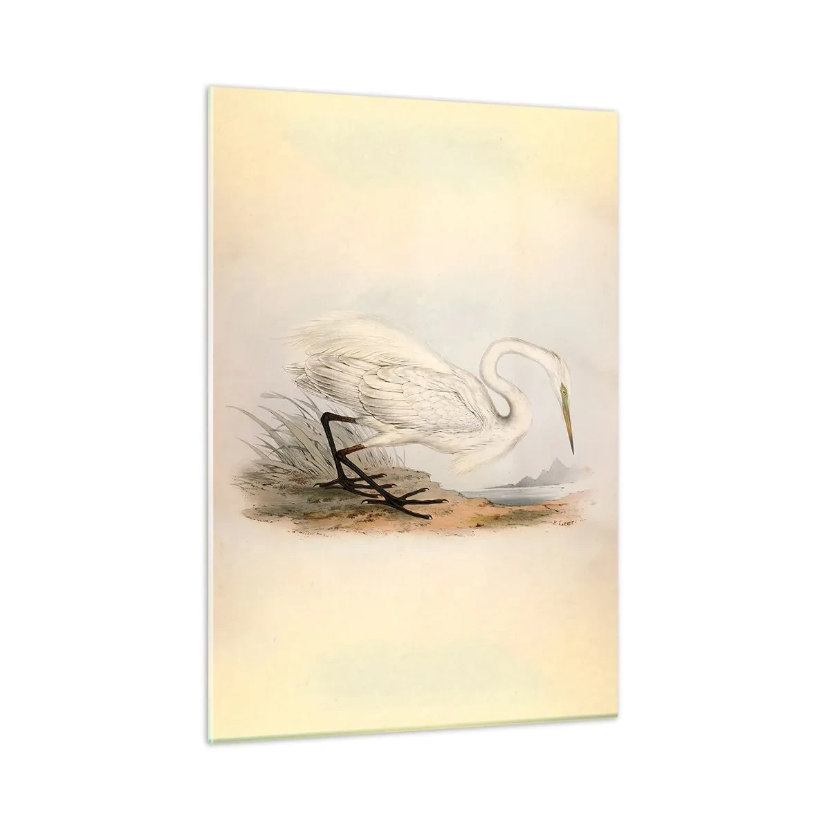 Glasbild - Bild auf glas - Vintage Illustration eines weißen Reihers am Wasserrand - 50x70cm - Dame auf den Binsen - Moderne Wanddekoration für Wohnzimmer und Schlafzimmer ARTTOR