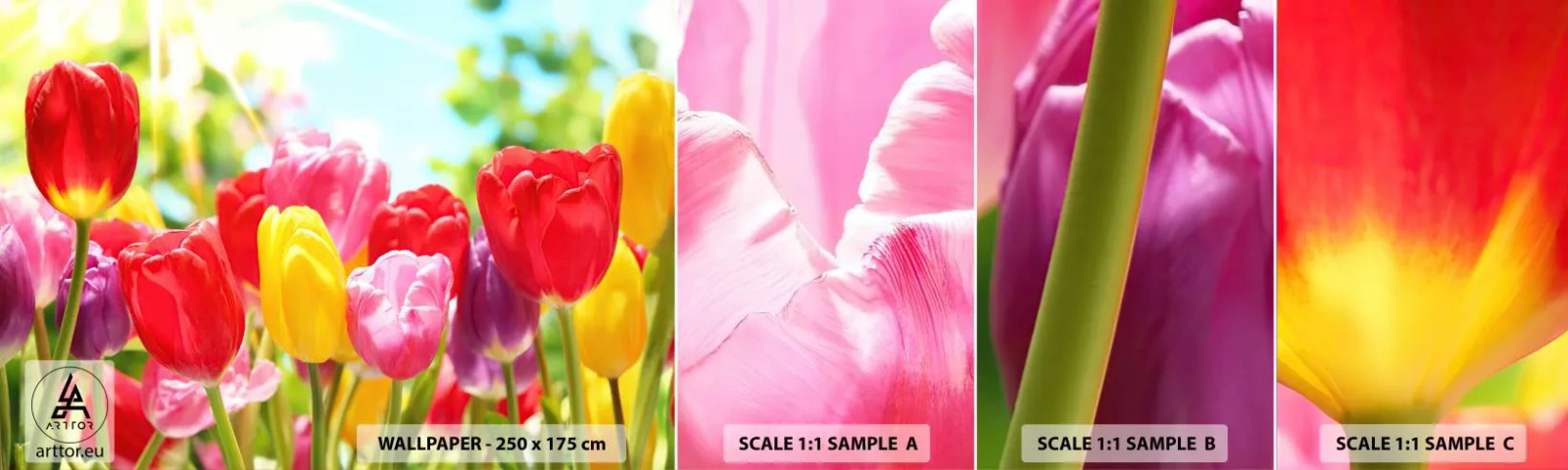 Fototapetenmuster Standard Eco - Wir sind es, die Farben des Mais! - Blumen, Tulpen, Garten - 100x30 cm