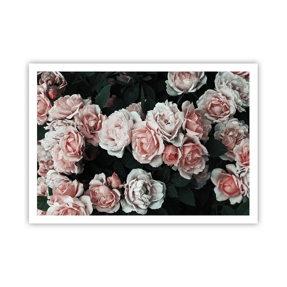 Poster - Rosa Rosen auf dunklem Hintergrund in einer subtilen Komposition - 100x70cm - Rosen-Ensemble - Moderne Wanddekoration für Wohnzimmer und Schlafzimmer ARTTOR