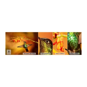 Fototapeten Muster Selbstklebend Deluxe Sticker - Ein Lichtbote nach den Maya - Kolibri, Vogel, Natur - 100x30 cm