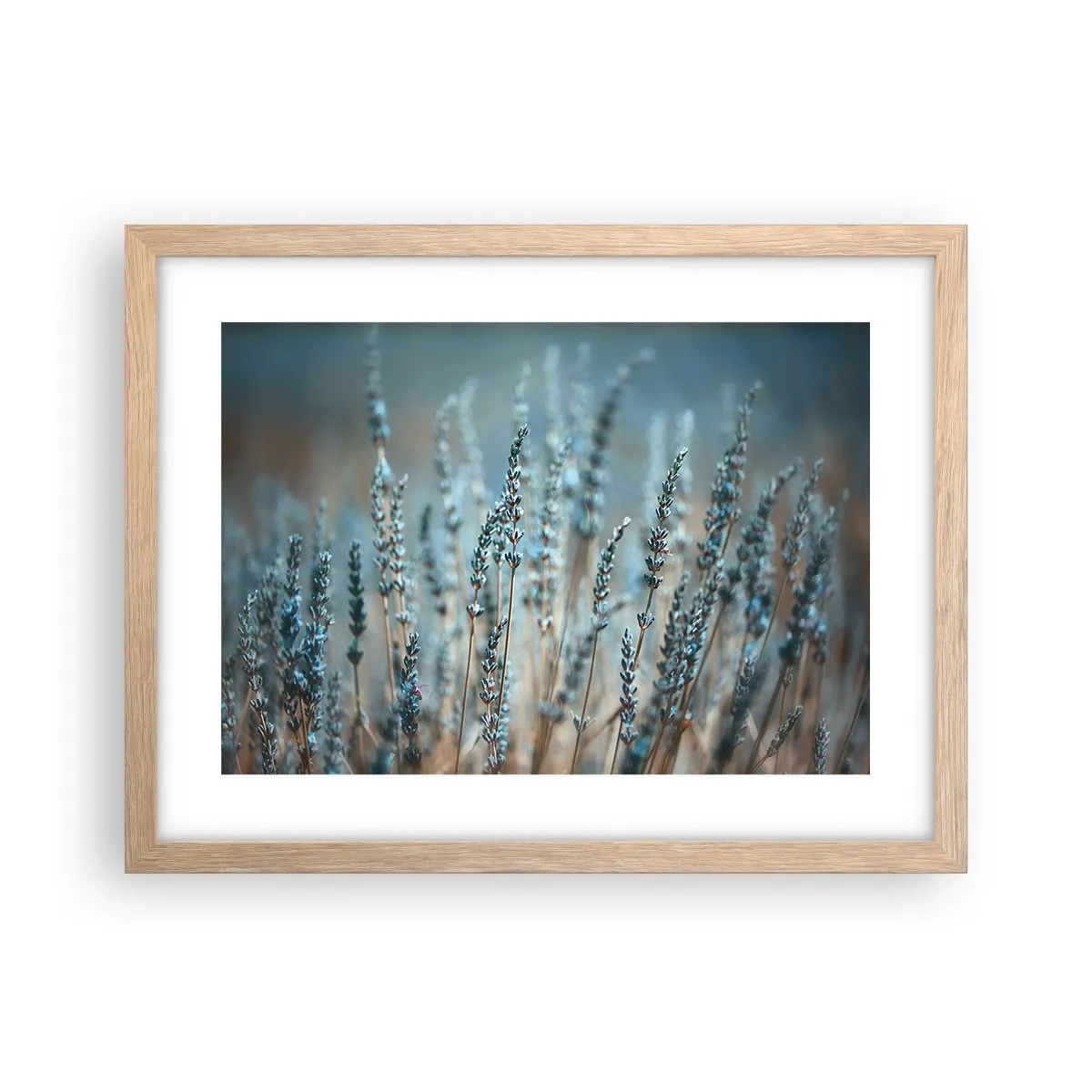 Poster in einem Rahmen aus heller Eiche - Duftendes Kornfeld - 40x30 cm