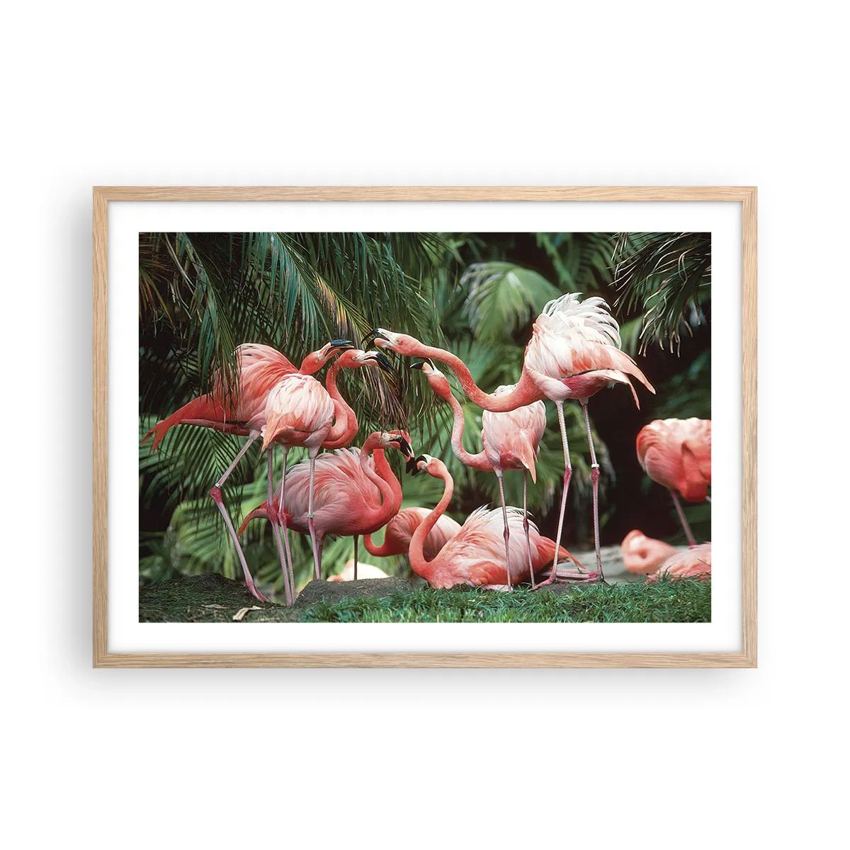 Poster in einem Rahmen aus heller Eiche - Nachmittagsklatsch - 70x50 cm