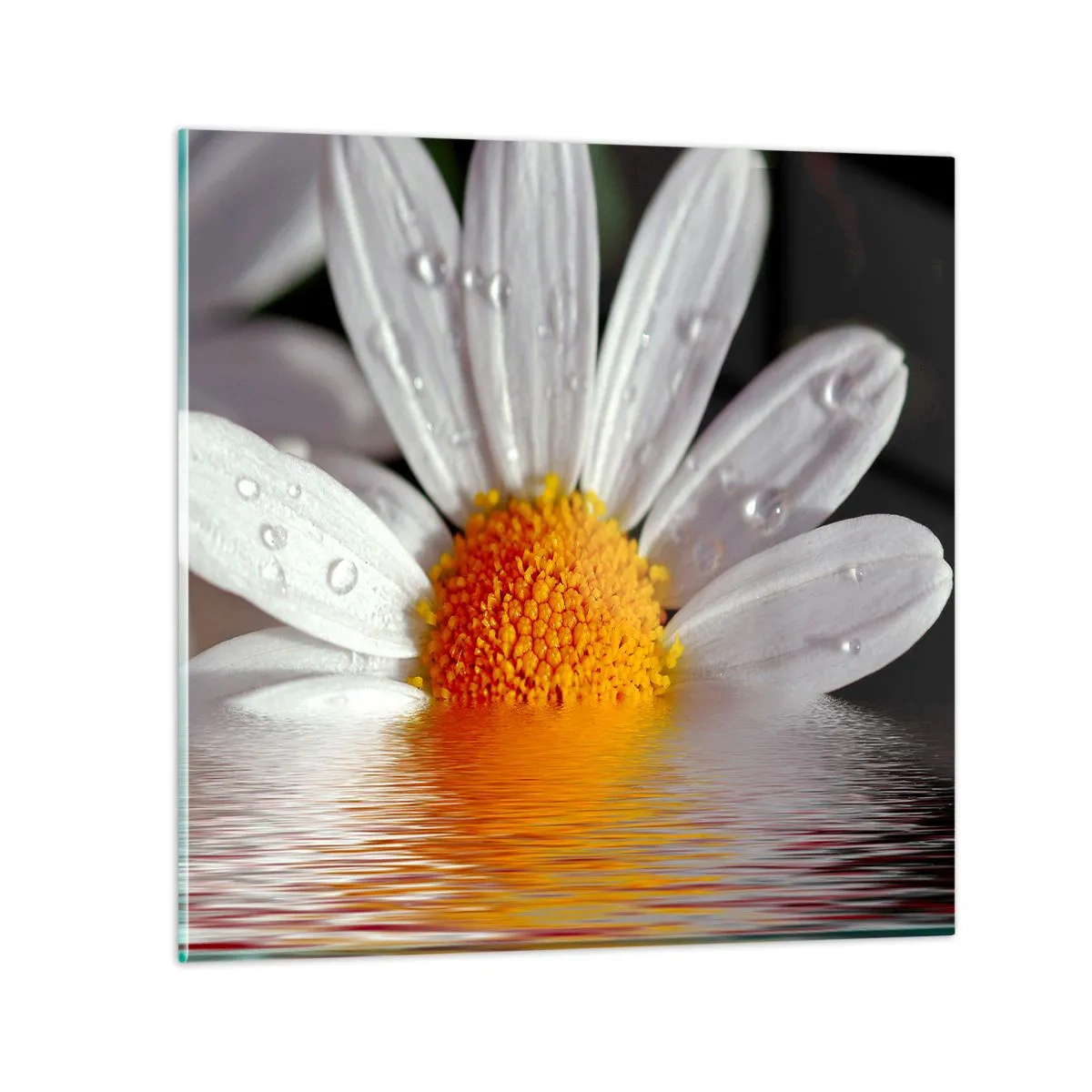 Glasbild - Bild auf glas - Die aufgehende Sonne der Gänseblümchen - 30x30 cm