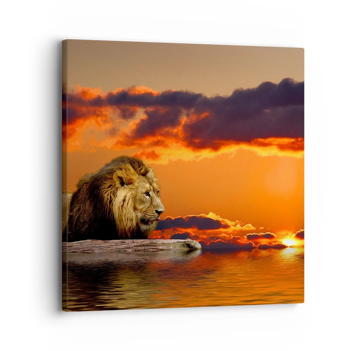 Bild auf Leinwand - Leinwandbild - König der Natur - 30x30 cm