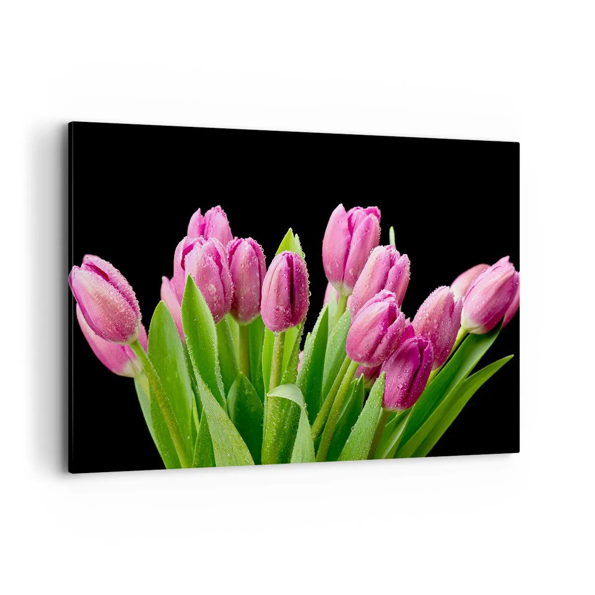 Bild auf Leinwand - Leinwandbild - Rosa Tulpen mit Tautropfen auf schwarzem Hintergrund - 120x80cm - Lila Frühlingsfreude - Moderne Wanddekoration für Wohnzimmer und Schlafzimmer ARTTOR