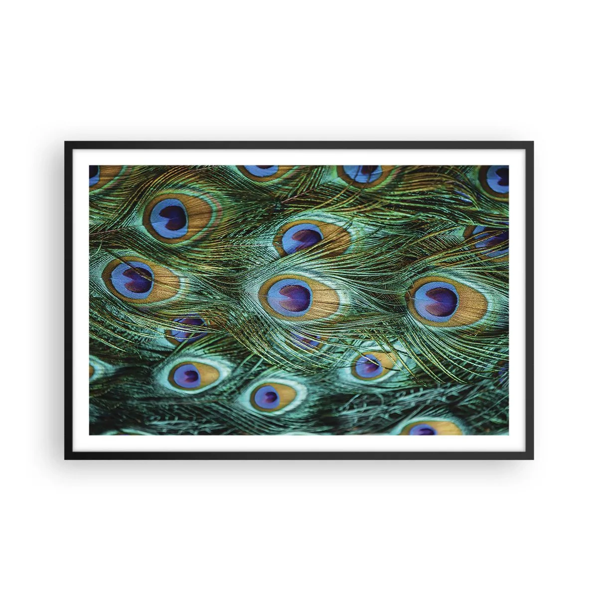 Poster in einem schwarzem Rahmen - Ein Blick mit Pfauenaugen - 91x61 cm