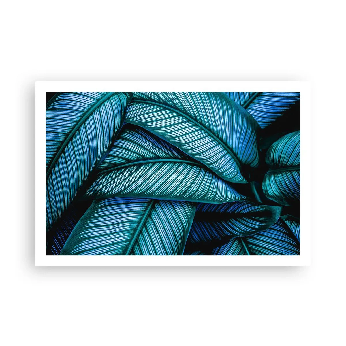 Poster - Lebenslinien - 91x61 cm