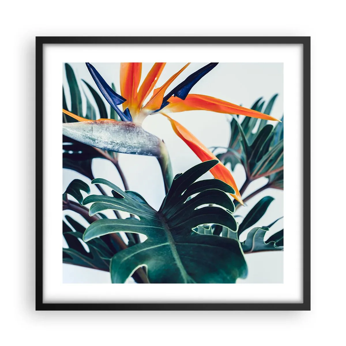 Poster in einem schwarzem Rahmen - Vogelbusch - 50x50 cm