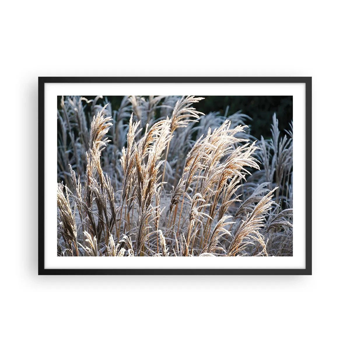 Poster in einem schwarzem Rahmen - Winterliche Grashalme mit Frost bedeckt vor einem dunkelgrünen Hintergrund - 70x50cm - Gekleidet mit Frost - Moderne Wanddekoration für Wohnzimmer und Schlafzimmer ARTTOR