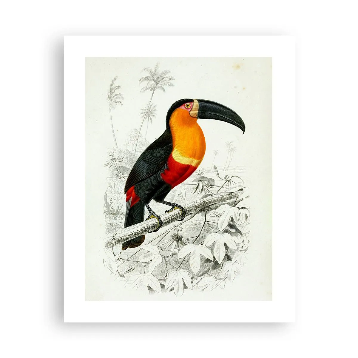 Poster - Vogelfarben - 40x50 cm