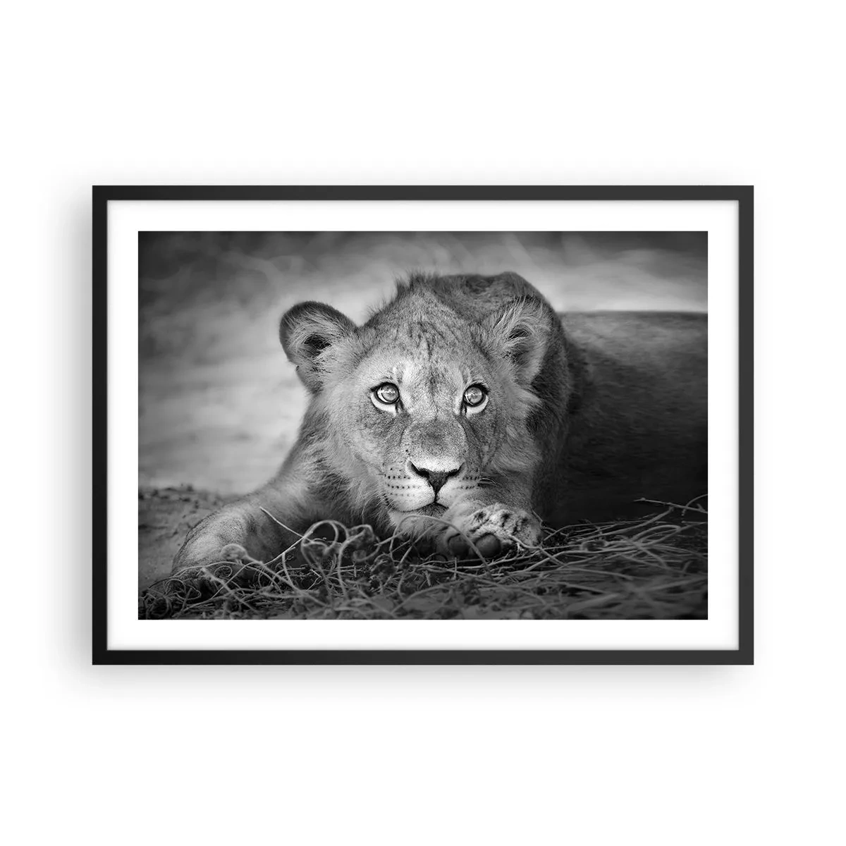 Poster in einem schwarzem Rahmen - Monochromes Porträt eines liegenden jungen Löwen - 70x50cm - Königlicher Welpe - Moderne Wanddekoration für Wohnzimmer und Schlafzimmer ARTTOR