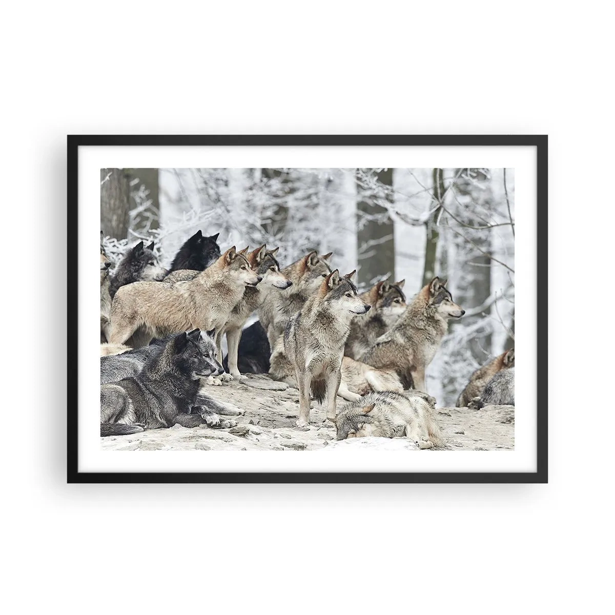 Poster in einem schwarzem Rahmen - Ein Wolfsrudel im Winterwald - 70x50cm - Familie und Freunde - Moderne Wanddekoration für Wohnzimmer und Schlafzimmer ARTTOR