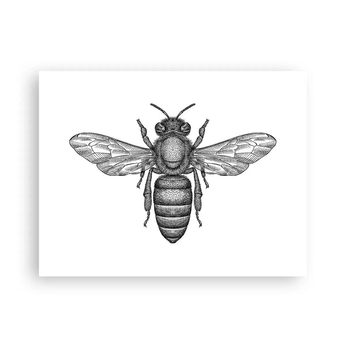 Poster - Insektenporträt - 40x30 cm