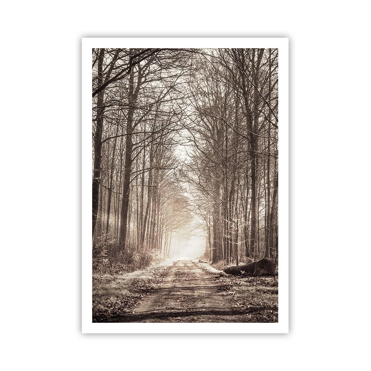 Poster - Waldkathedrale - 70x100 cm