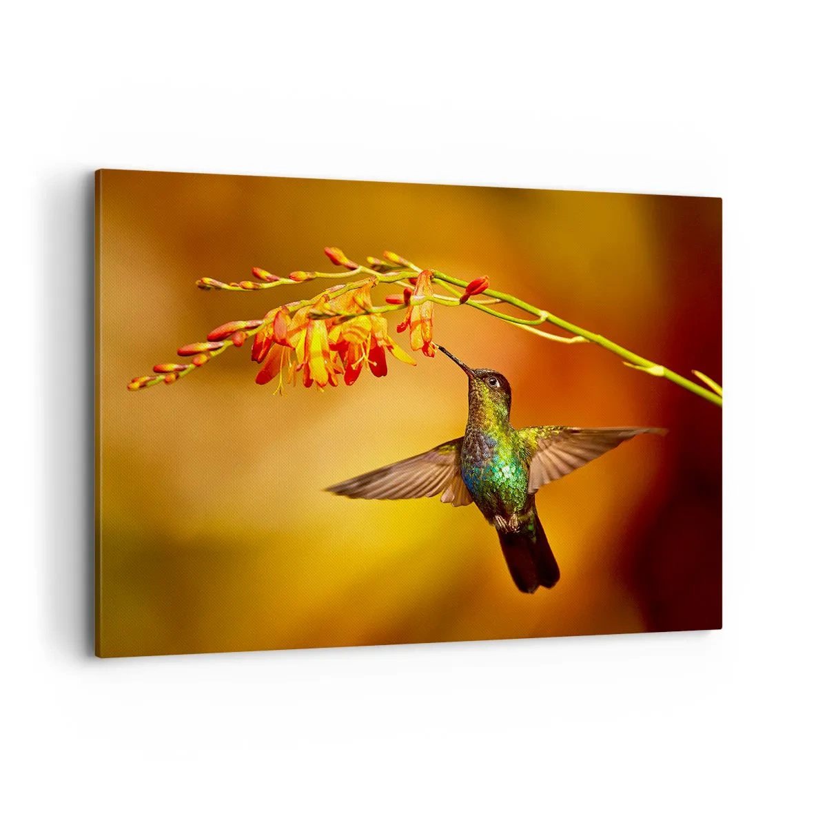 Bild auf Leinwand - Leinwandbild - Kolibri neben einer Blume im warmen Licht - 120x80cm - Ein Lichtbote nach den Maya - Moderne Wanddekoration für Wohnzimmer und Schlafzimmer ARTTOR