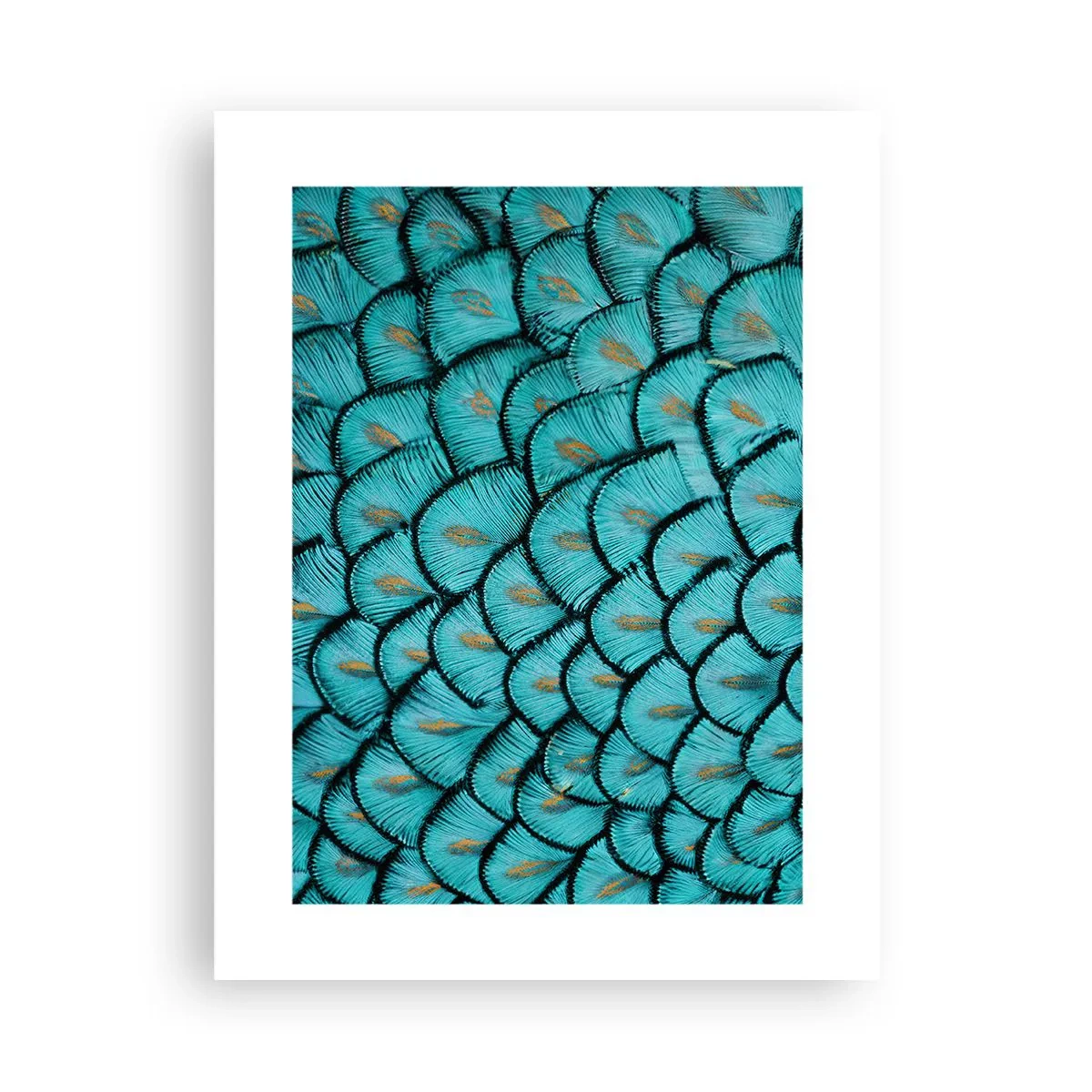 Poster - Große Federgala - 30x40 cm