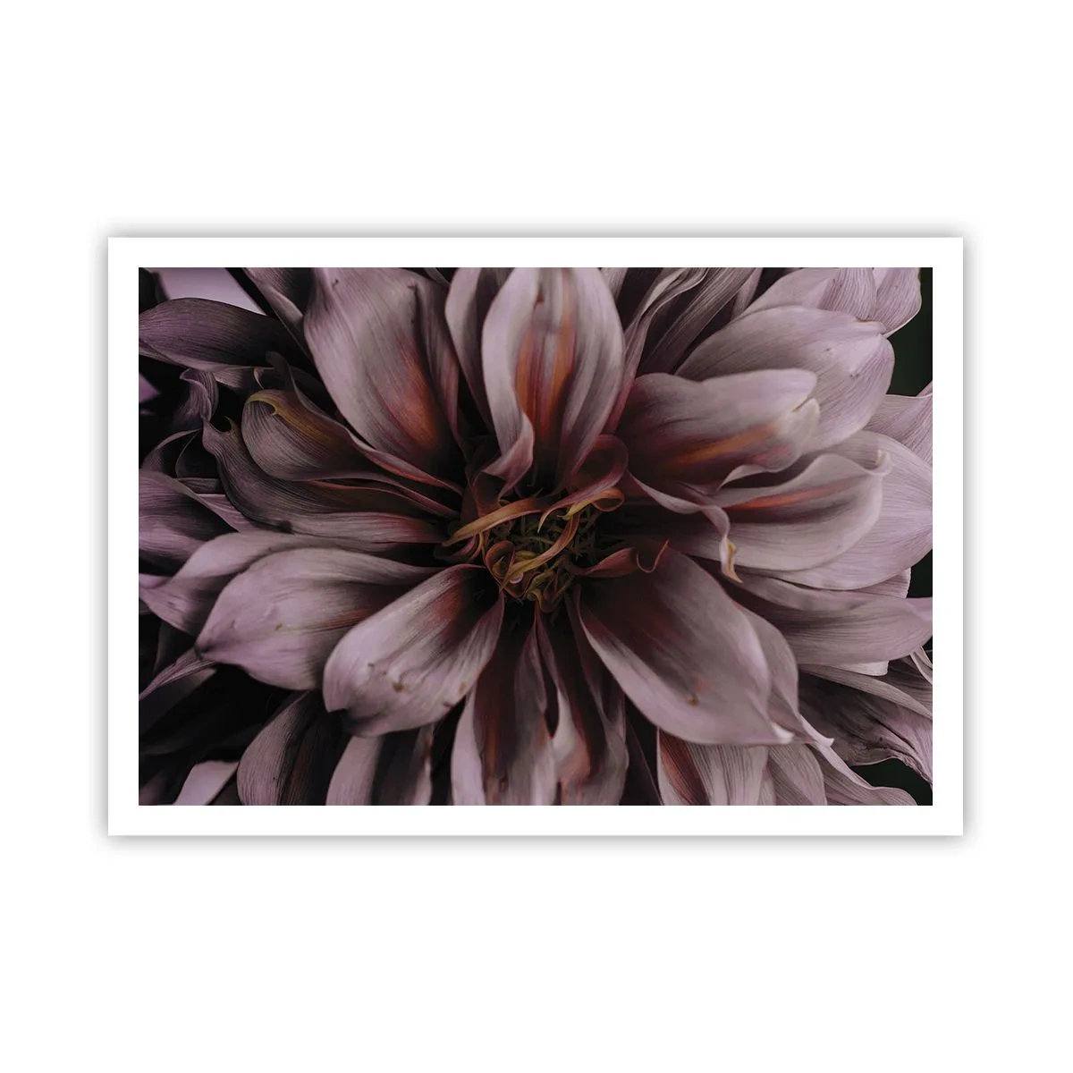 Poster - Nahaufnahme einer großen Blume in dezenten Farben - 100x70cm - Ein Blumenherz - Moderne Wanddekoration für Wohnzimmer und Schlafzimmer ARTTOR