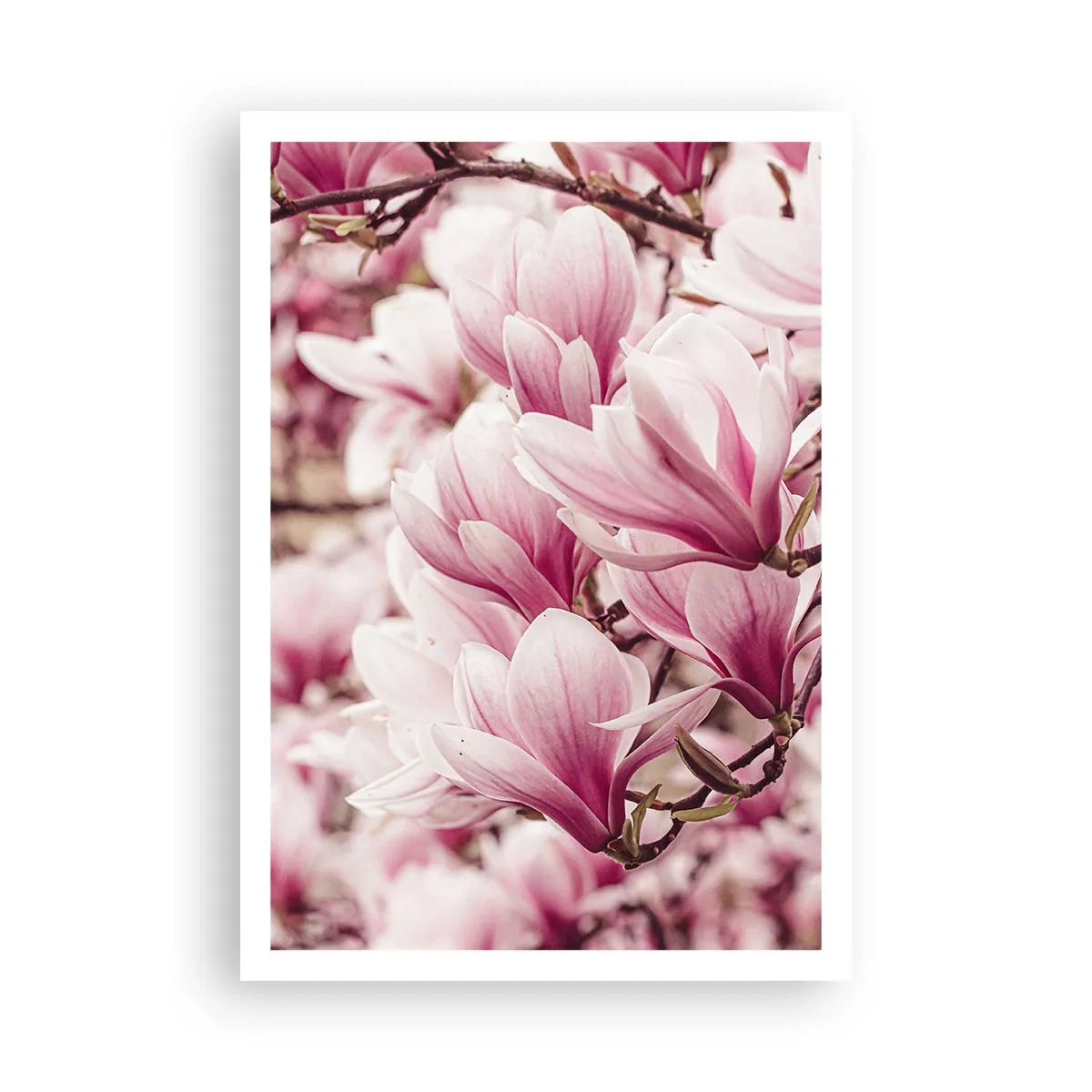 Poster - Frühling ist rosa - 70x100 cm
