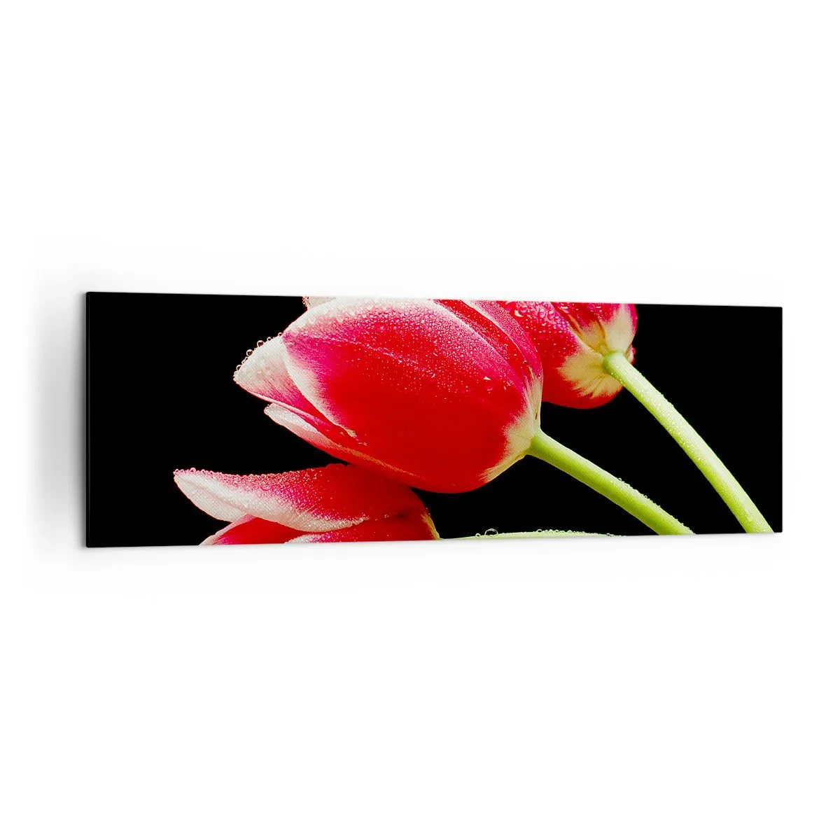Bild auf Leinwand - Leinwandbild - Rote Tulpen mit Tautropfen auf schwarzem Hintergrund - 160x50cm - Ein Versprechen der reinen Liebe - Moderne Wanddekoration für Wohnzimmer und Schlafzimmer ARTTOR