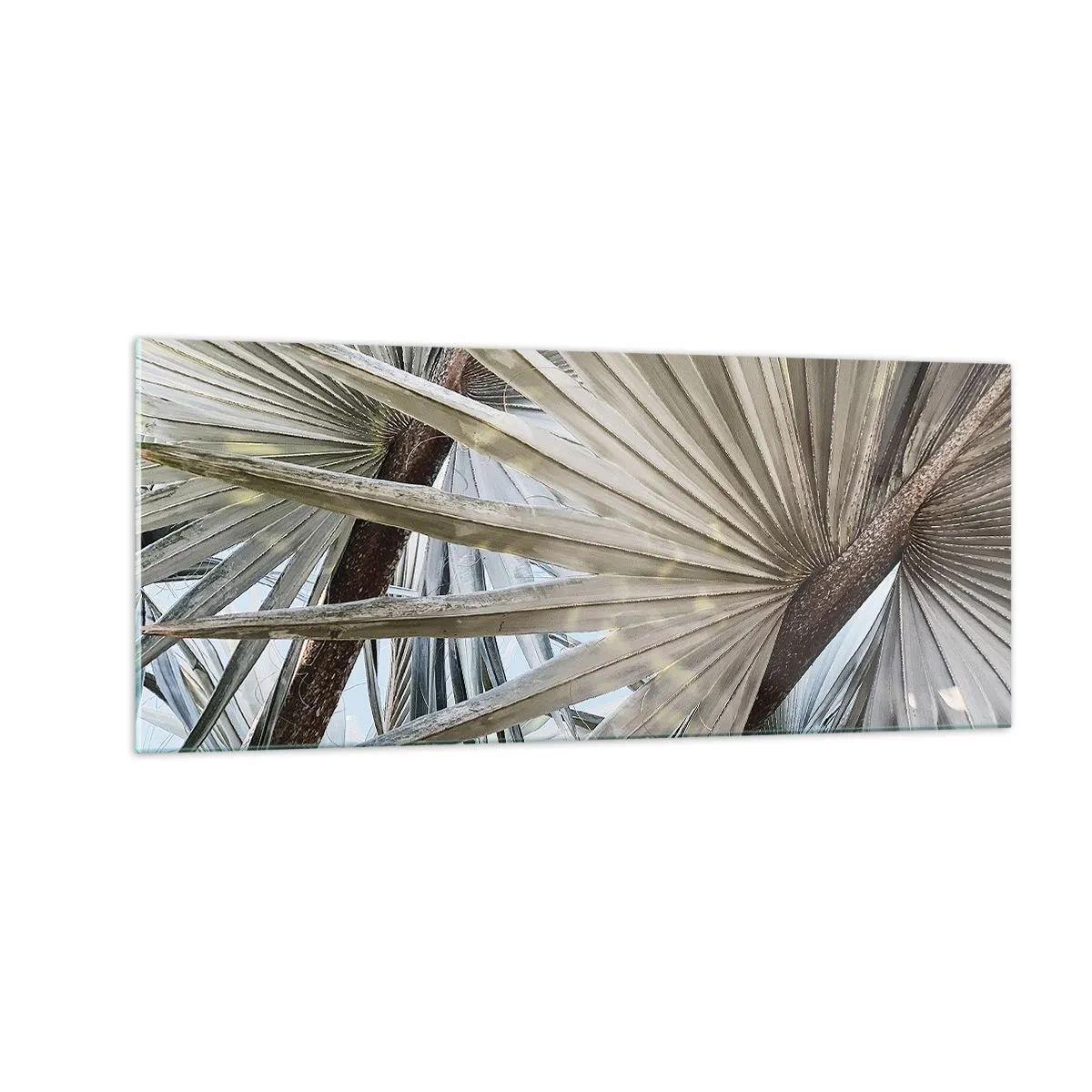 Glasbild - Bild auf glas - Fans in den Tropen - 100x40 cm