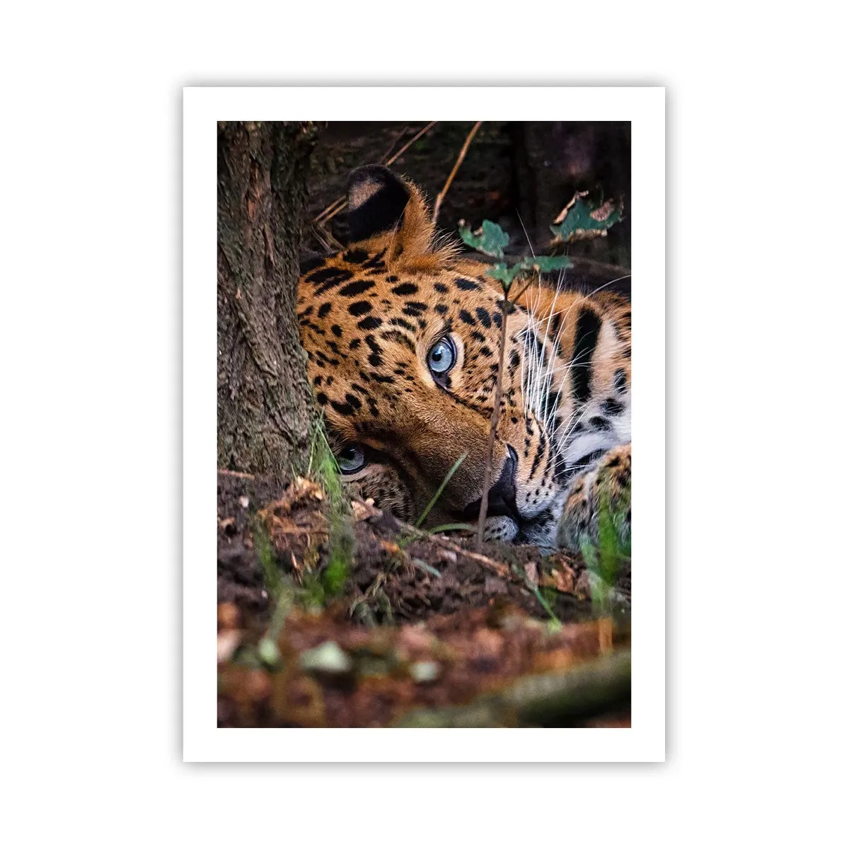 Poster - Ein liegender Leopard mit intensiv blauen Augen - 50x70cm - Vertrau mir - Moderne Wanddekoration für Wohnzimmer und Schlafzimmer ARTTOR