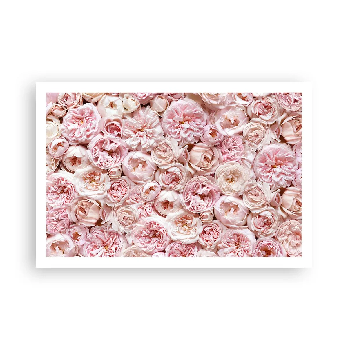 Poster - Auf Rosen gebettet - 91x61 cm