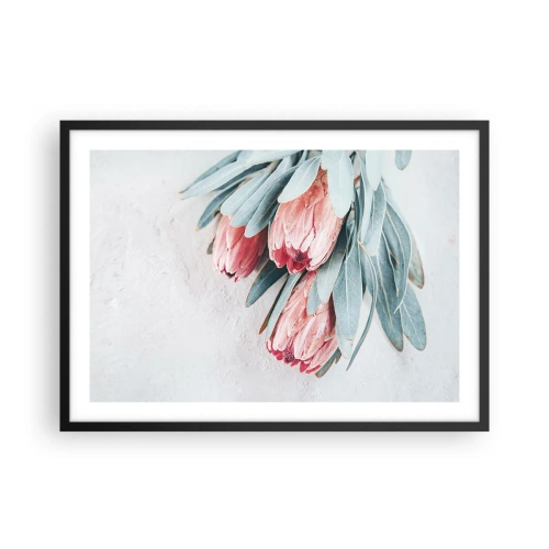 Poster in einem schwarzem Rahmen - Dezente rosa Protea-Blüten auf hellem Hintergrund - 70x50cm - Schämen sich für ihre eigene Schönheit - Moderne Wanddekoration für Wohnzimmer und Schlafzimmer ARTTOR
