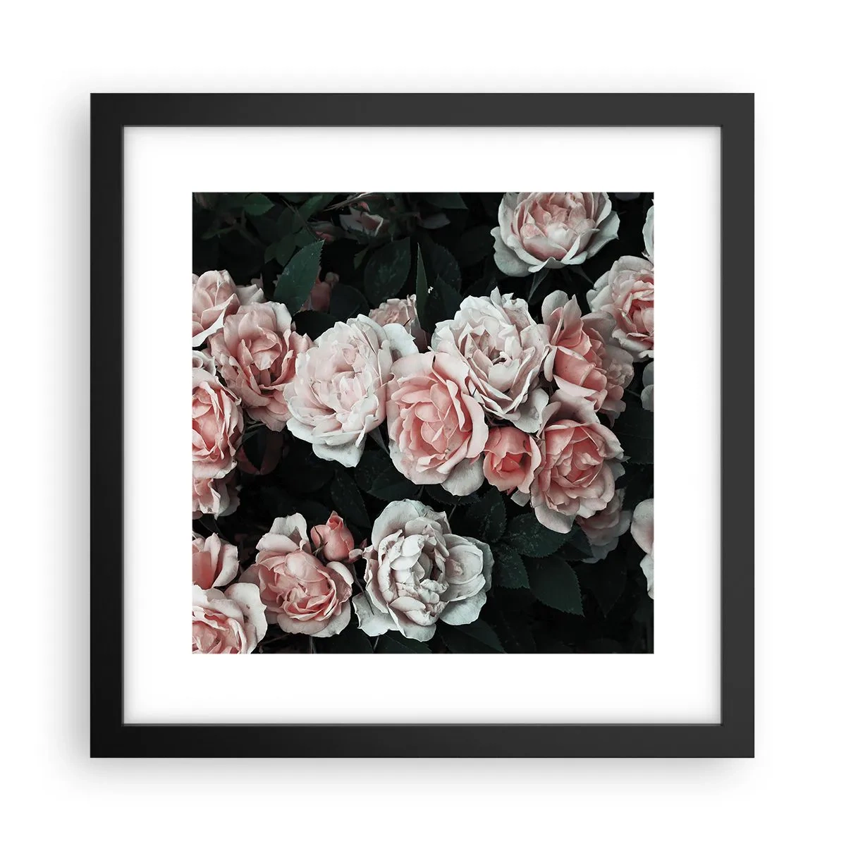 Poster in einem schwarzem Rahmen - Rosen-Ensemble - 30x30 cm