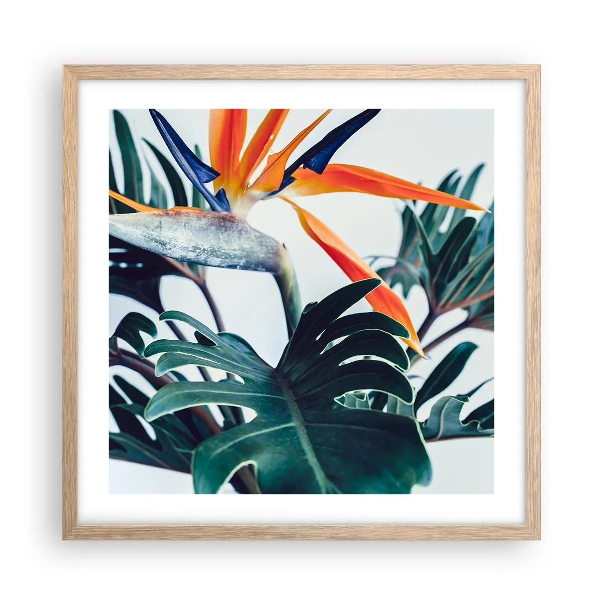 Poster in einem Rahmen aus heller Eiche - Vogelbusch - 50x50 cm