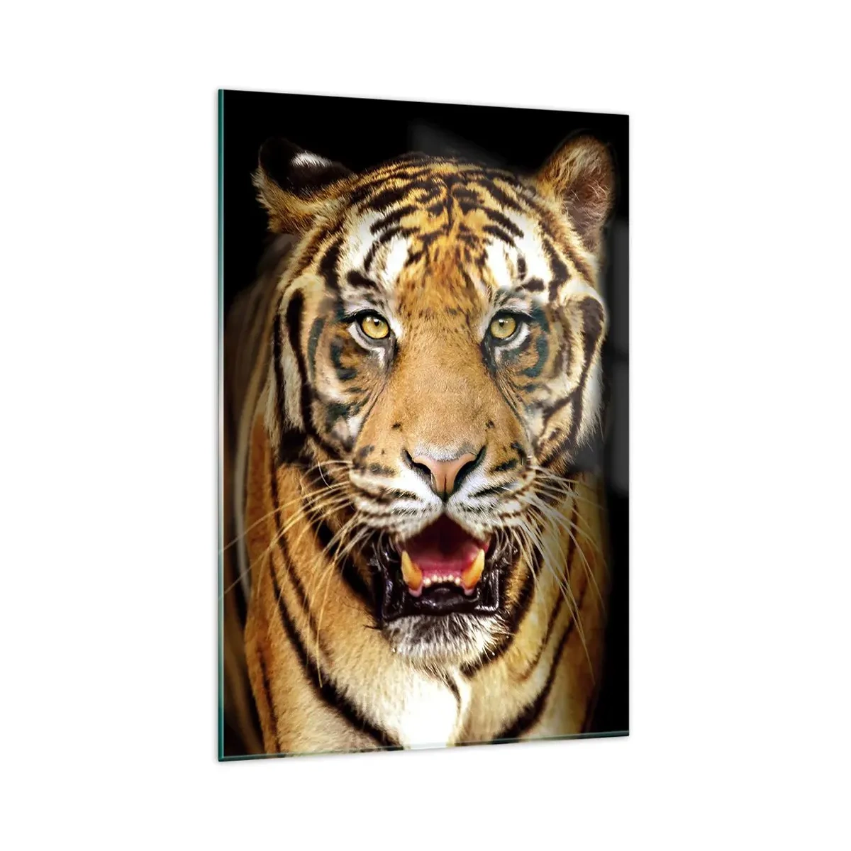 Glasbild - Bild auf glas - Ein Tiger mit offenem Maul auf schwarzem Hintergrund - 80x120cm - Wild im Herzen - Moderne Wanddekoration für Wohnzimmer und Schlafzimmer ARTTOR