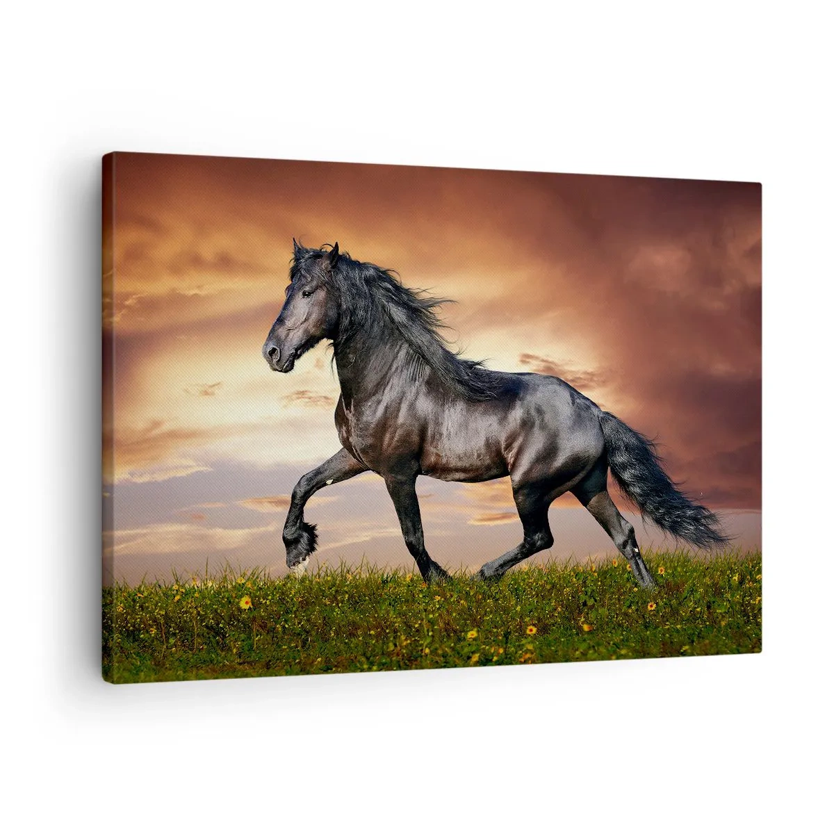 Bild auf Leinwand - Leinwandbild - Schwarzer Prinz - 70x50 cm