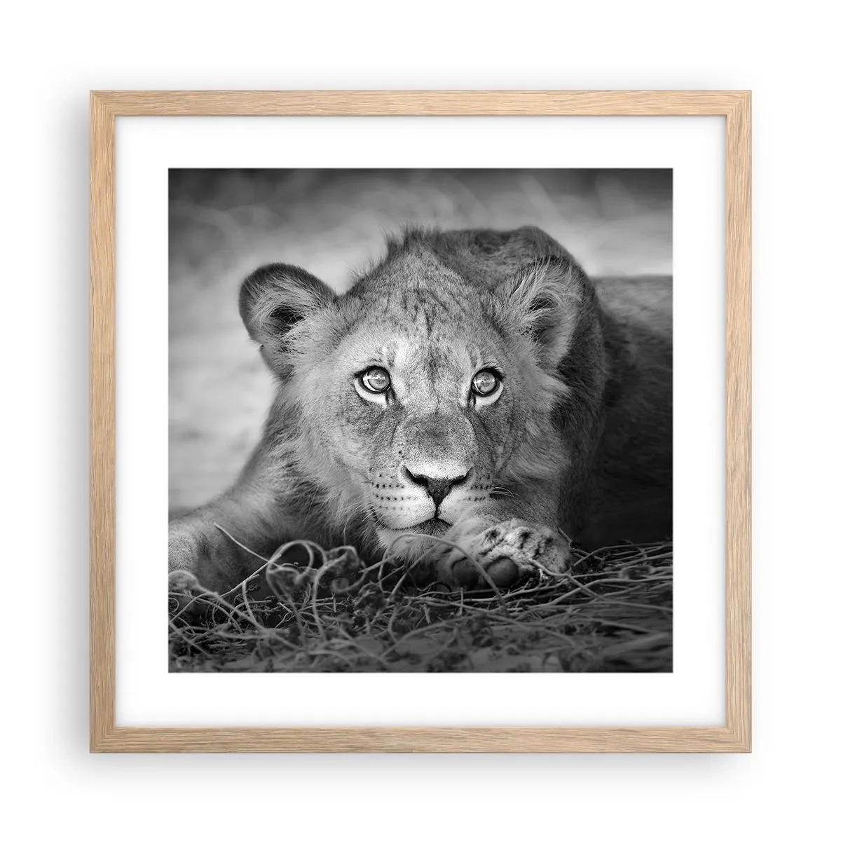 Poster in einem Rahmen aus heller Eiche - Königlicher Welpe - 40x40 cm