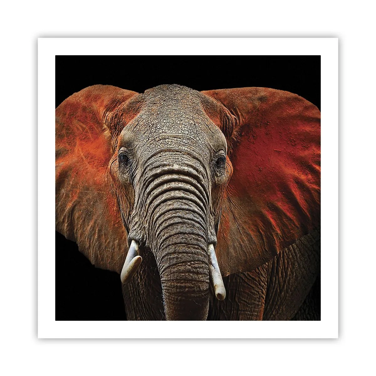 Poster - Ich bin wild und du? - 60x60 cm