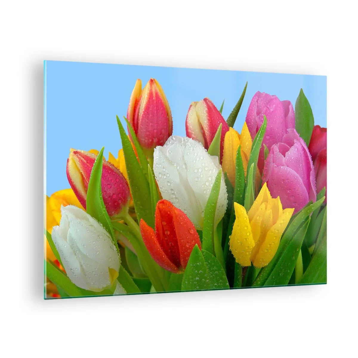 Glasbild - Bild auf glas - Bunte Tulpen mit Tautropfen bedeckt vor blauem Hintergrund - 70x50cm - Ein blumiger Regenbogen in Tautropfen - Moderne Wanddekoration für Wohnzimmer und Schlafzimmer ARTTOR