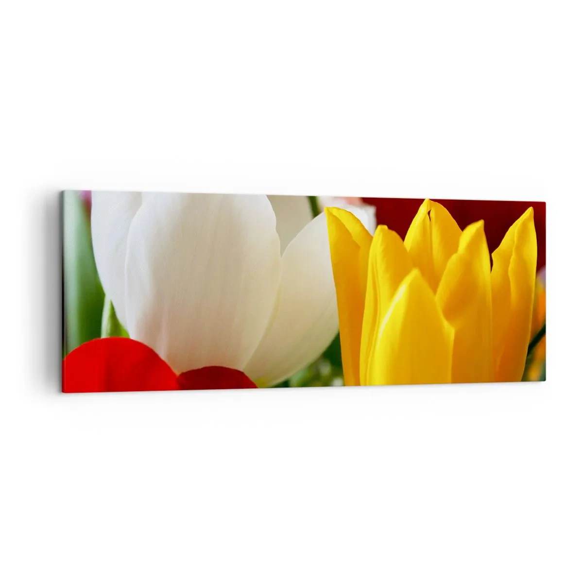 Bild auf Leinwand - Leinwandbild - Nahaufnahme von bunten Tulpen vor einem Frühlingshintergrund - 140x50cm - Tulpenfieber - Moderne Wanddekoration für Wohnzimmer und Schlafzimmer ARTTOR