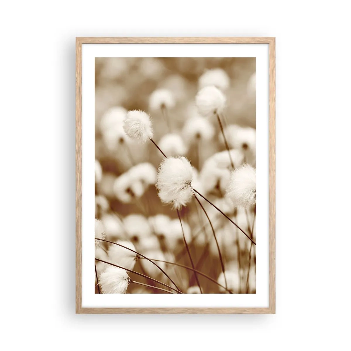 Poster in einem Rahmen aus heller Eiche - Flauschiges Kornfeld - 50x70 cm