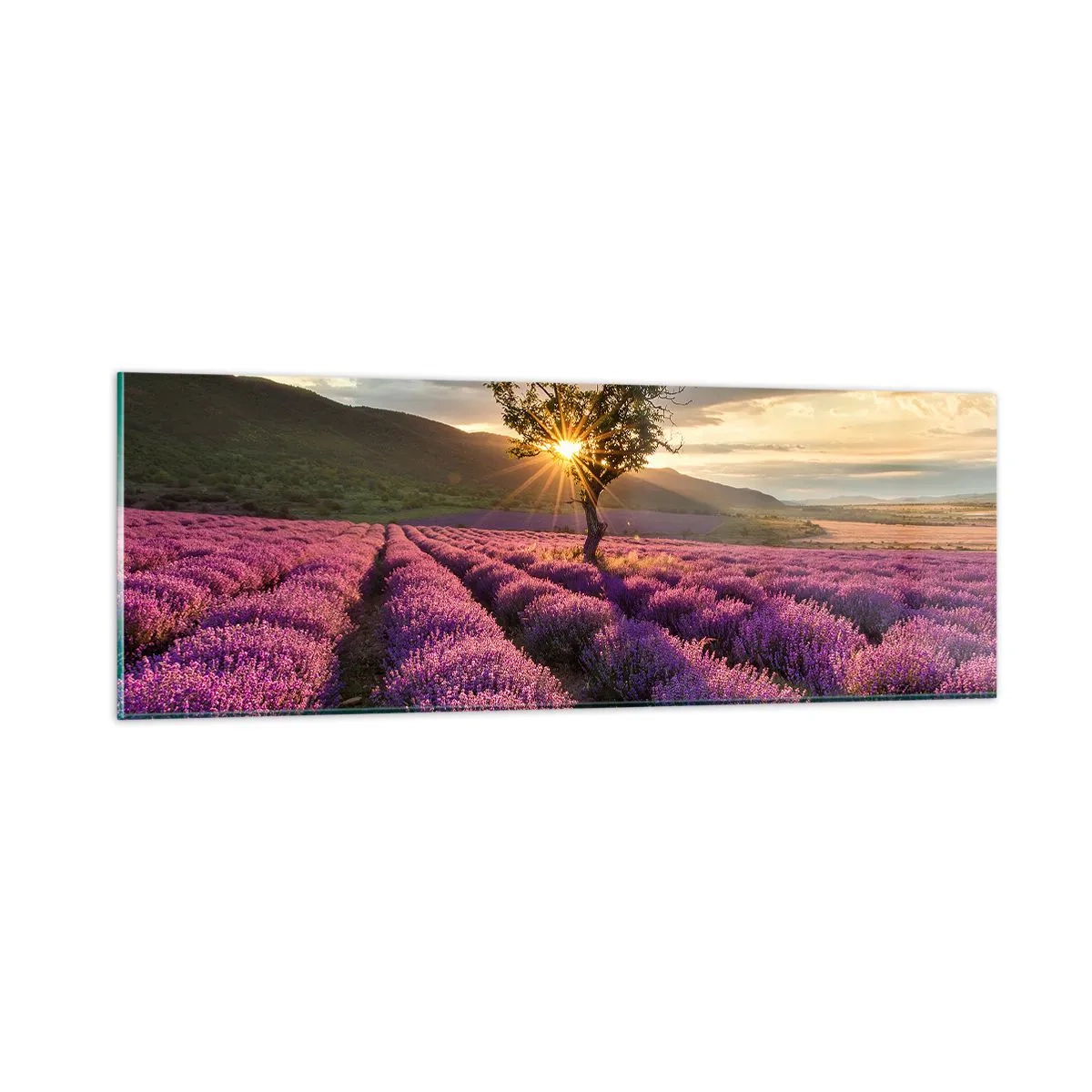 Glasbild - Bild auf glas - Fliederfarbenes Aroma - 90x30 cm